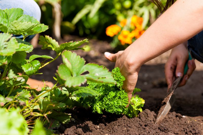 Gardening Service
