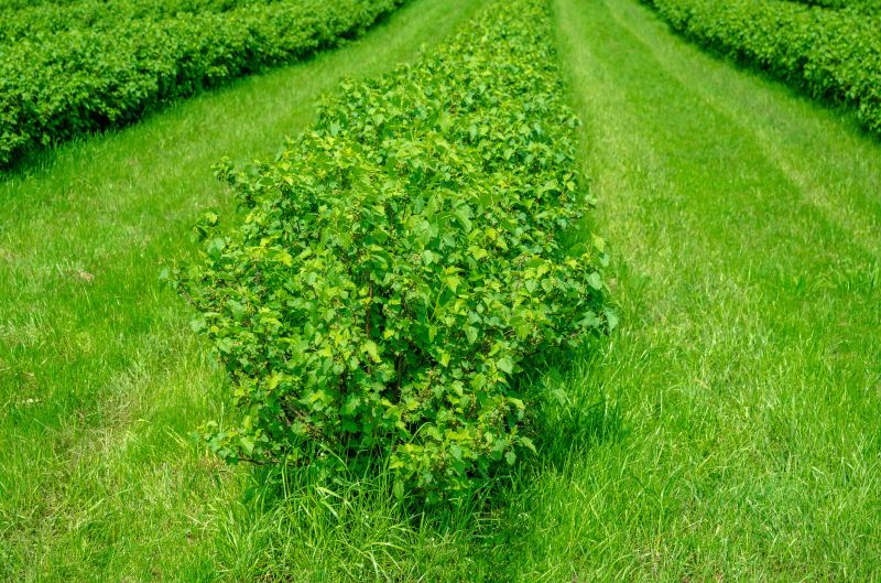 Hedge Installation