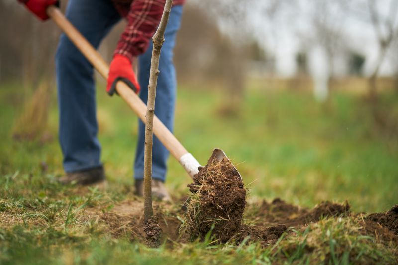 Shrub Replacement