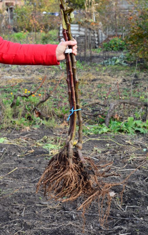 Shrub Replacement