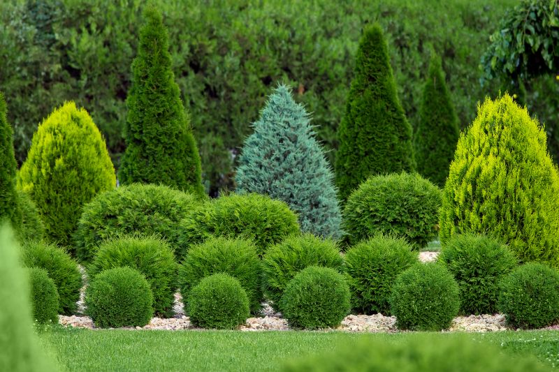 Shrub Replacement