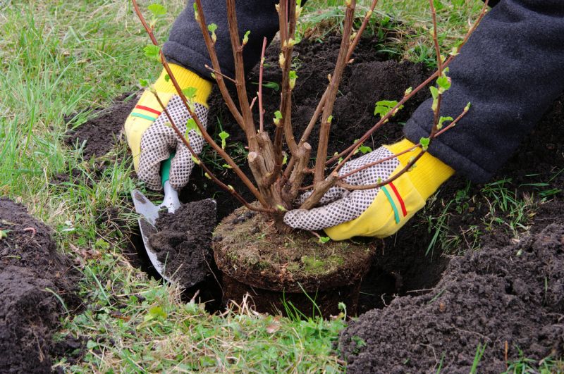 Shrub Replacement
