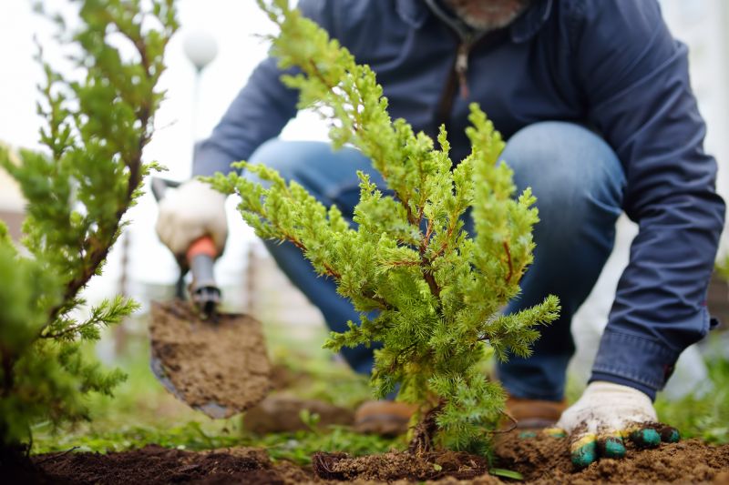 Shrub Replacement