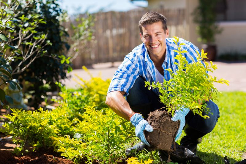 Shrub Replacement