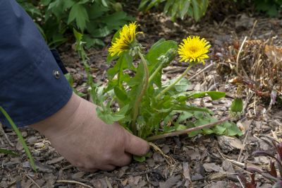 Weeding And Mulching